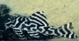 Näsets Ciklidhobby Hypancistrus L333 mal Xingu mönstrad