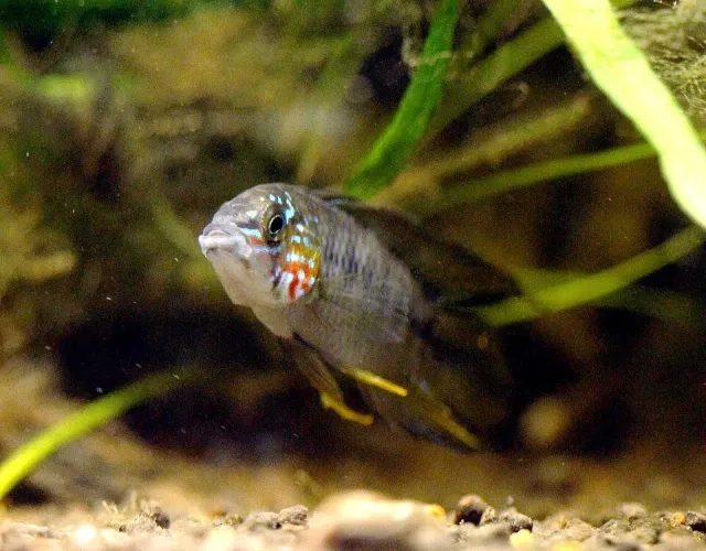 Apistogramma borellii Opal dvärgciklid 2,5–3 cm gul