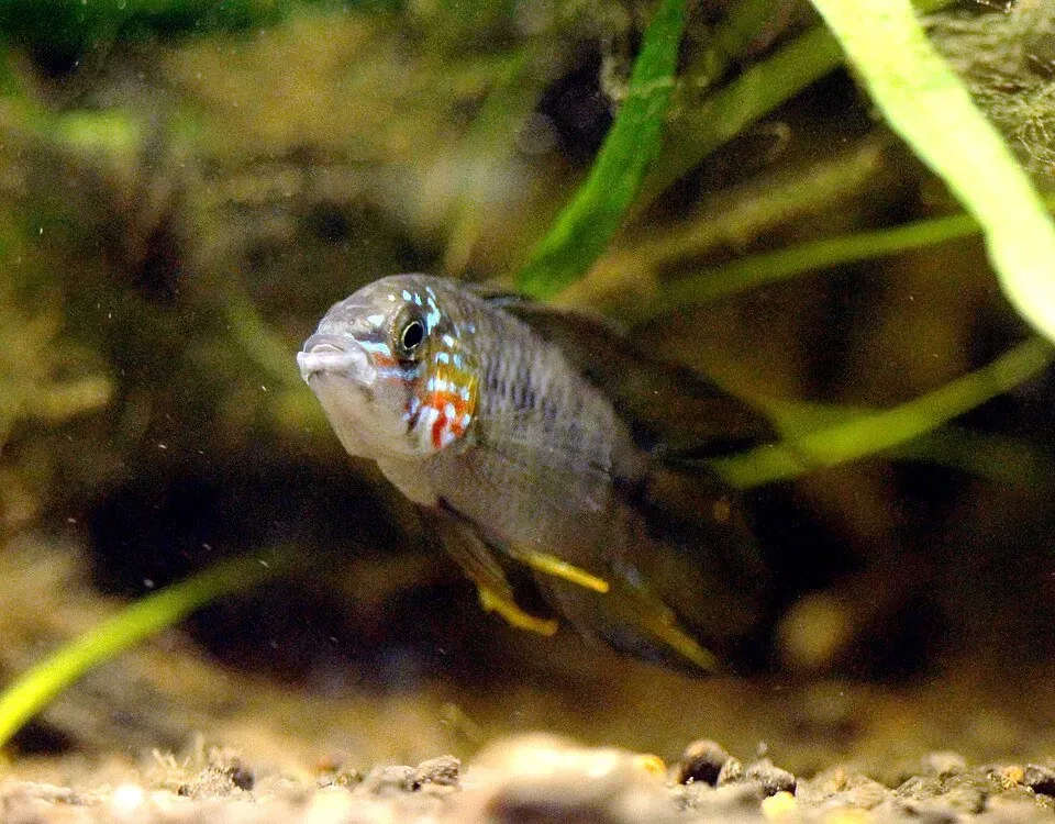 Apistogramma borellii Opal dvärgciklid 2,5–3 cm gul