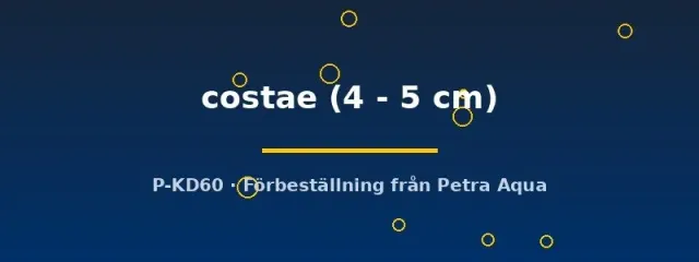 Moenkhausia costae tetra 4-5 cm stimfisk