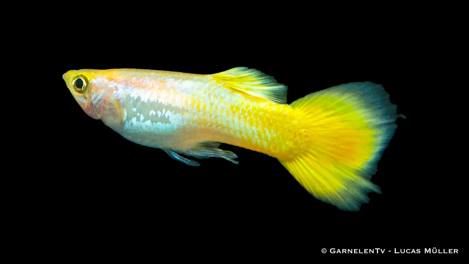 Garnelen TV Guppy German Yellow hane 3-4 cm Poecilia gul
