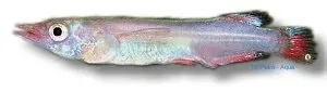 Näsets Ciklidhobby Nomorhamphus liemi halvnäbb 6–10 cm