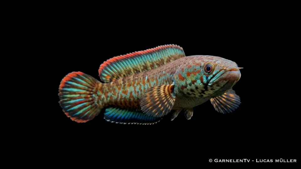 Garnelen TV Channa bleheri ormfisk 5-6 cm raritet