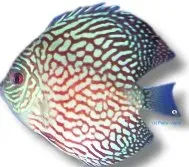Näsets Ciklidhobby Discus Red Pearl Symphysodon akvariefisk 13cm