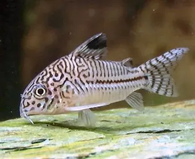 Näsets Ciklidhobby Corydoras trilineatus pansarmal 5 cm