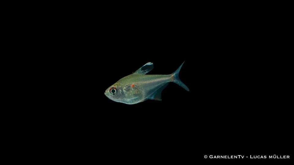 Garnelen TV Hyphessobrycon erythrostigma tetra 5 cm