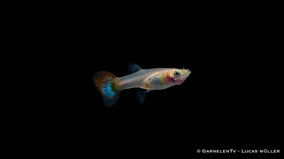 Garnelen TV Dragon Platinum guppy hona