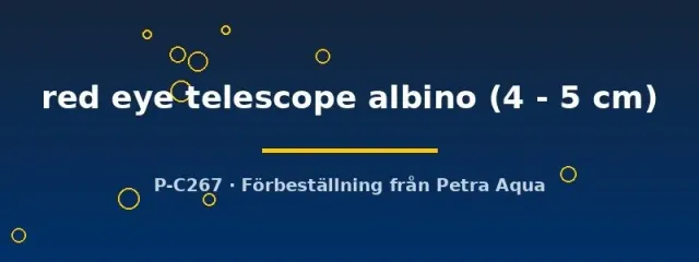Näsets Ciklidhobby Carassius auratus albino telescope guldfisk 4–5 cm