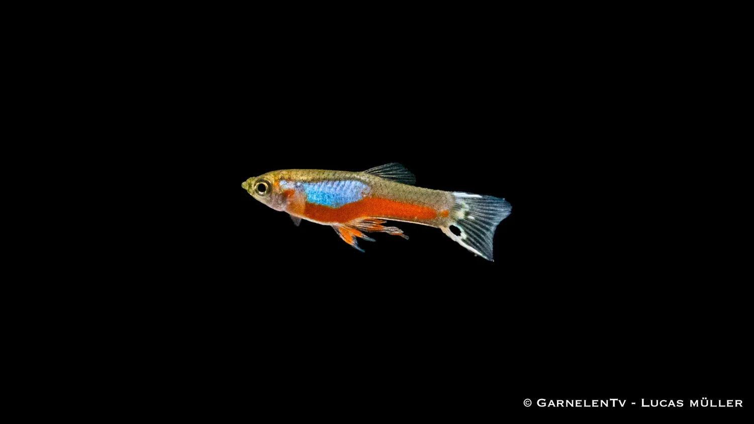 Garnelen TV Endlers guppy cardinal hane Poecilia reticulata