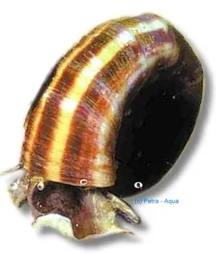 Marisa rotula posthornssnäcka 3–4 cm