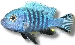 Näsets Ciklidhobby Pseudotropheus zebra Nyasa Blue ciklid 4–5 cm