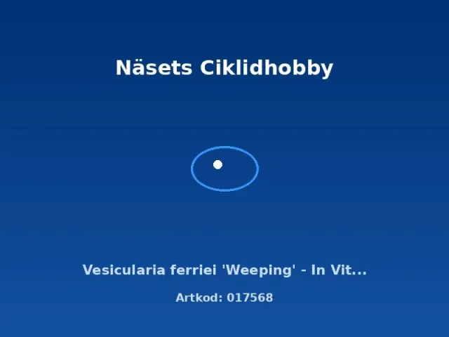 Näsets Ciklidhobby Vesicularia Weeping mossa in vitro-kopp
