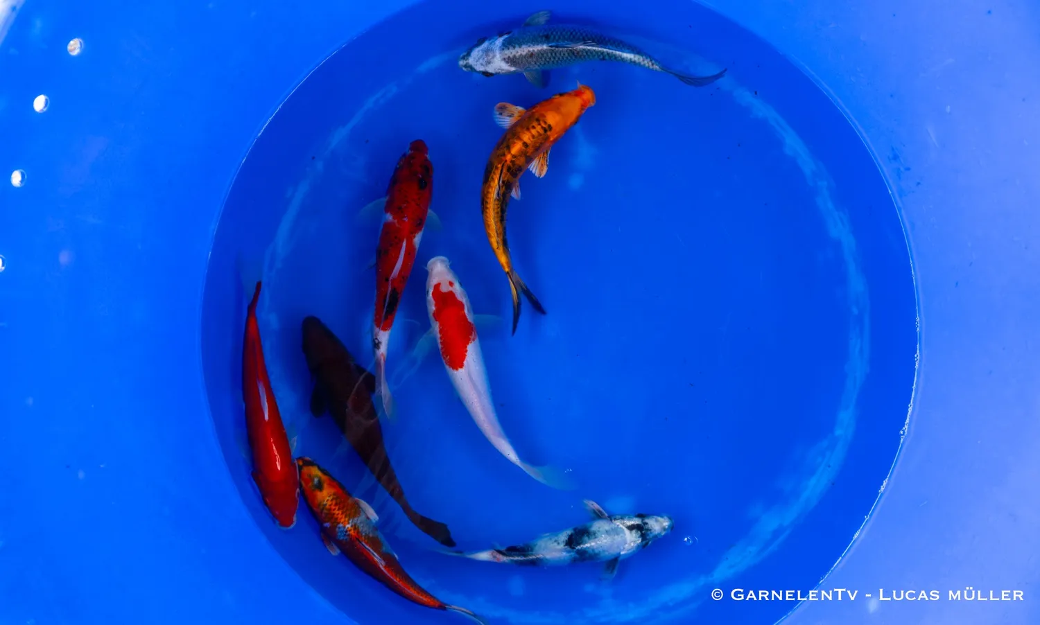 Garnelen TV koi dammfisk 20–25 cm Cyprinus carpio