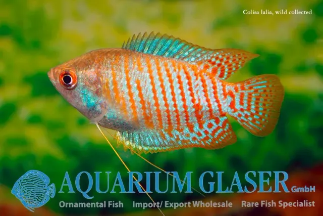 Colisa lalia Cobalt XLG akvariefisk dvärggurami