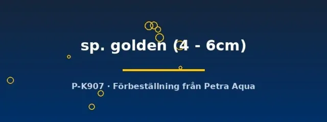 Näsets Ciklidhobby Dermogenys golden halvnäbb 4–6 cm ytlevande