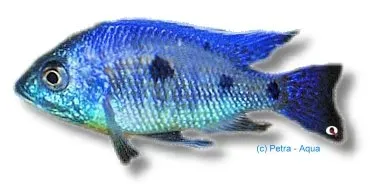 Näsets Ciklidhobby Verduya's Hap Deep Blue ciklid 4–5 cm blå