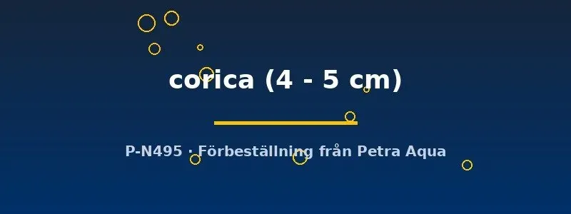 Näsets Ciklidhobby Neomacheilus corica grönling 4–5 cm