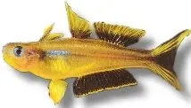 Näsets Ciklidhobby Popondetta furcata akvariefisk 1–1,5 cm stimfisk