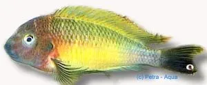 Näsets Ciklidhobby Tropheus moorii lufuba ciklid 3,5–4,5 cm