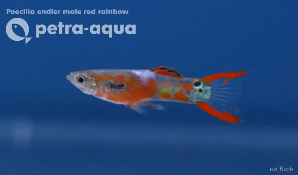 Näsets Ciklidhobby Poecilia endler red rainbow male akvariefisk 1,5–2,5 cm