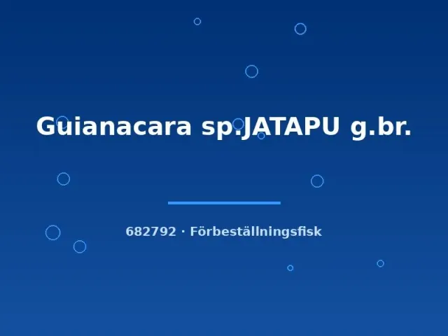 Näsets Guianacara sp. Jatapu ciklid 5–7 cm jordätare