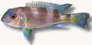 Näsets Ciklidhobby Spangled Cichlid akvariefisk 5–6 cm lugn