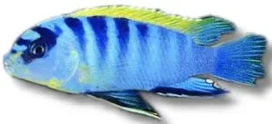 Näsets Ciklidhobby Labidochromis hongi malawiciklid XL