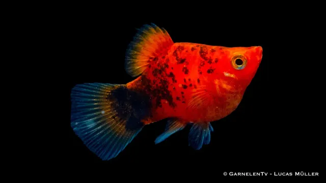 Garnelen TV Korall Berliner platy akvariefisk röd