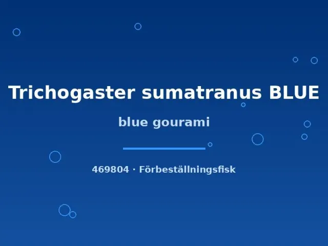 Näsets Ciklidhobby Blue gurami fisk 5–7 cm