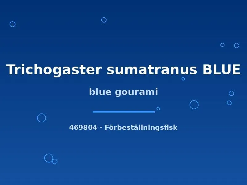 Näsets Ciklidhobby Blue gurami fisk 5–7 cm