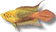 Näsets Ciklidhobby Chinese Paradise akvariefisk 4–4,5 cm