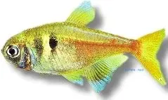 Näsets Ciklidhobby Griems tetra akvariefisk över 3 cm stim