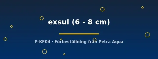 Hemichromis exsul ciklid 6–8 cm juvelciklid