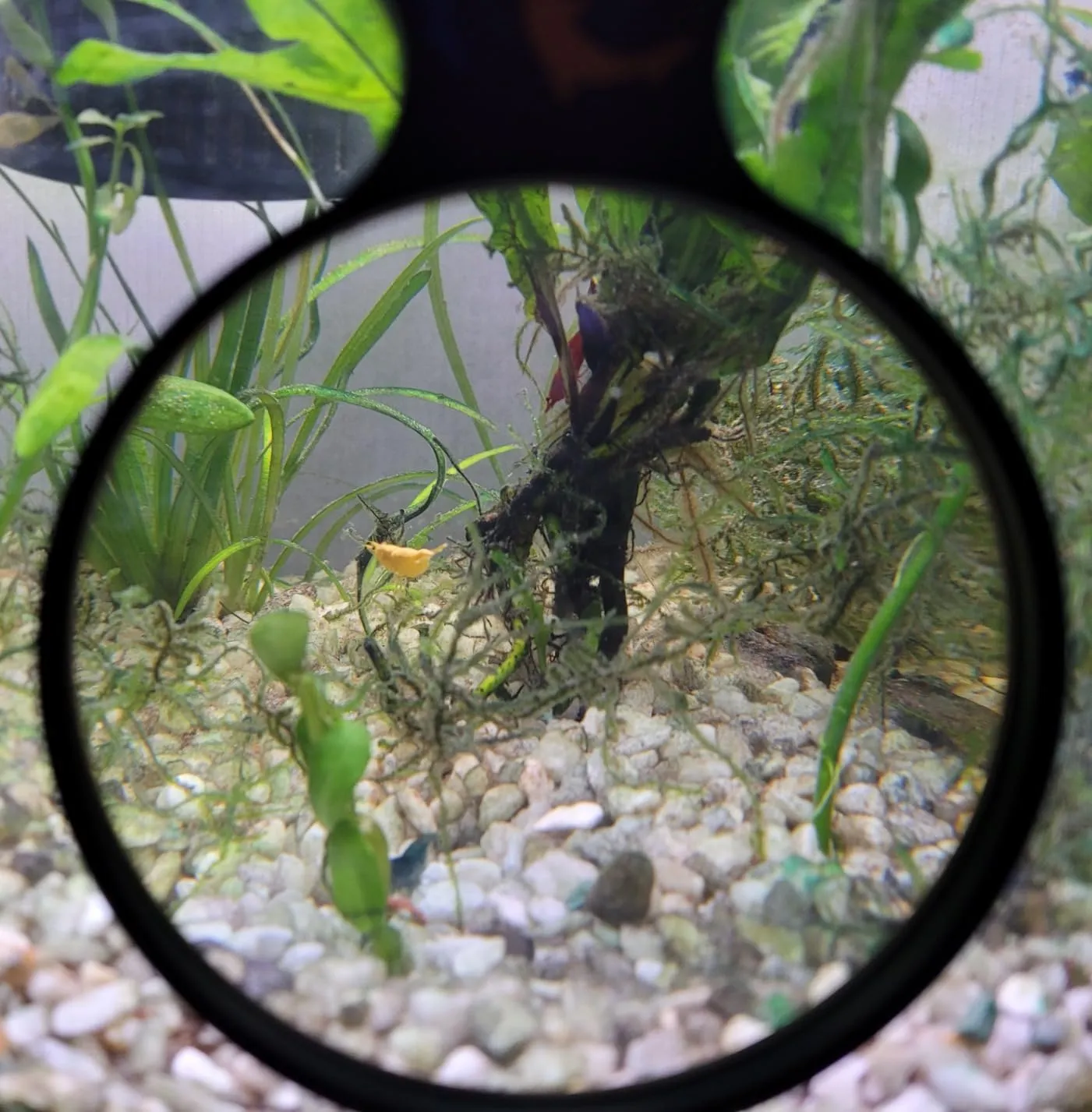 DeepSee Viewer Clear 4" akvarieviewer klar lins