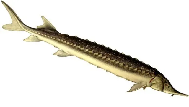 Näsets Ciklidhobby Acipenser stellatus stör 16–20 cm