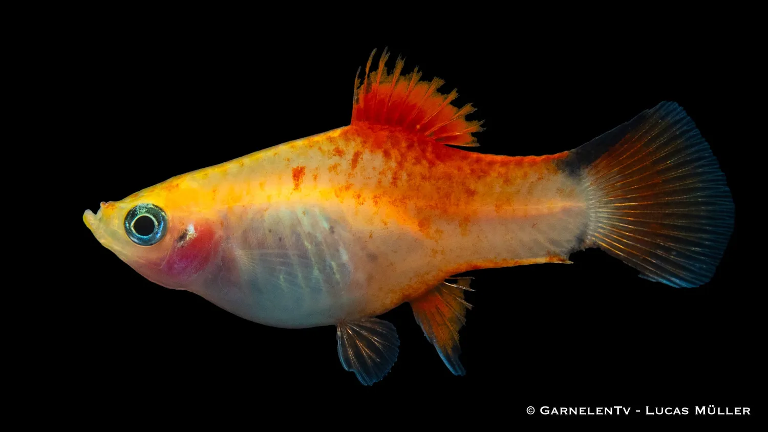 Garnelen TV Xiphophorus maculatus platy ananas