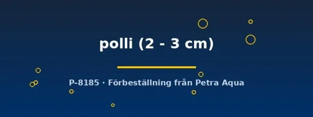 Näsets Ciklidhobby Synodontis polli bottenfisk mal 2–3 cm Tanganyika