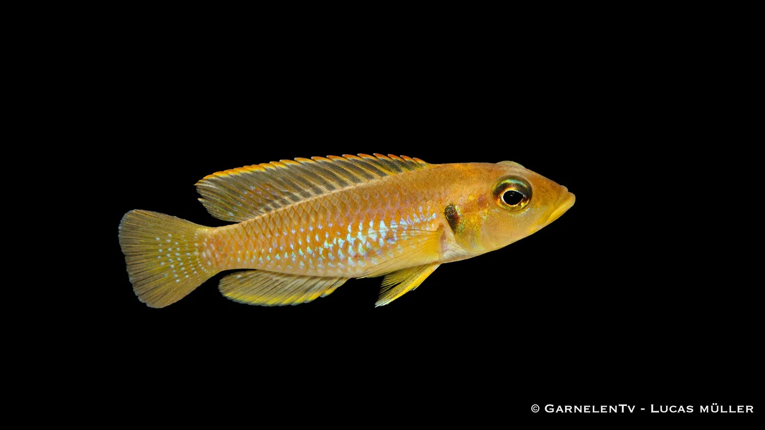 Garnelen TV Lamprologus ocellatus guld snäckciklid Tanganyika