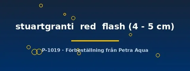 Näsets Ciklidhobby Aulonocara red flash ciklid 4–5 cm Malawi