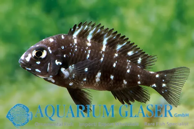 Näsets Ciklidhobby Tropheus duboisi Maswa ciklid 4–6 cm blue head