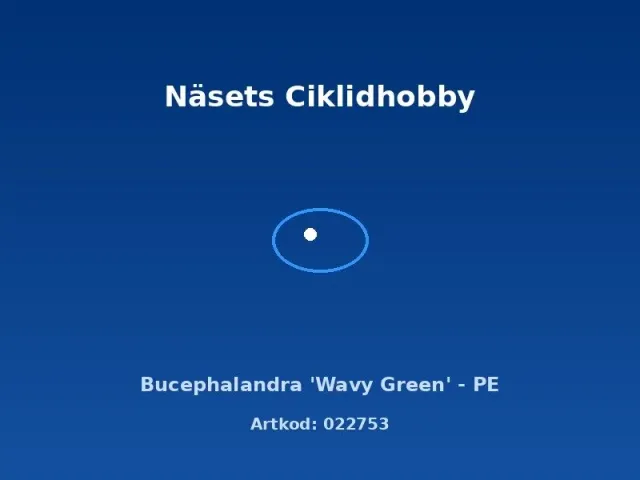 Näsets Ciklidhobby Bucephalandra Wavy Green växt PE tålig