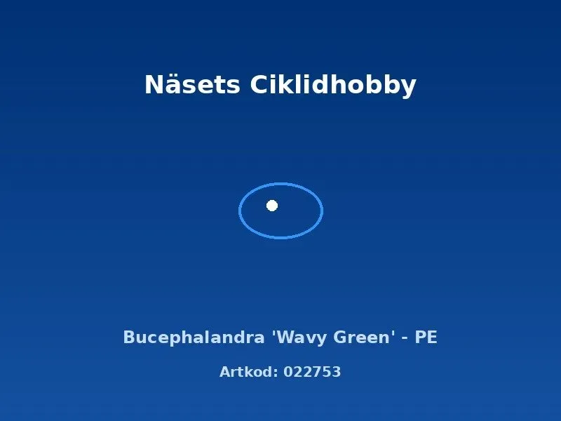 Näsets Ciklidhobby Bucephalandra Wavy Green växt PE tålig