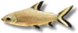 Näsets Ciklidhobby Silver Shark akvariefisk 6,5–8 cm stim