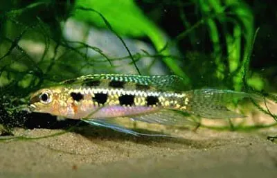 Näsets Ciklidhobby Dicrossus filamentosus dvärgciklid 5–6 cm