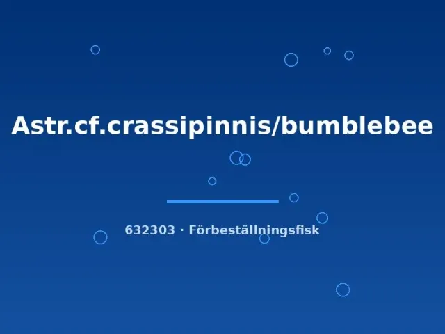 Astronotus crassipinnis bumblebee ciklid 6–8 cm stor