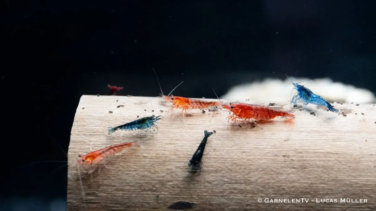 Garnelen TV Neocaridina räkmix akvarieräkor blandade