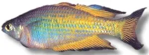 Näsets Ciklidhobby Melanoteania parkinsoni regnbågsfisk 5–7 cm