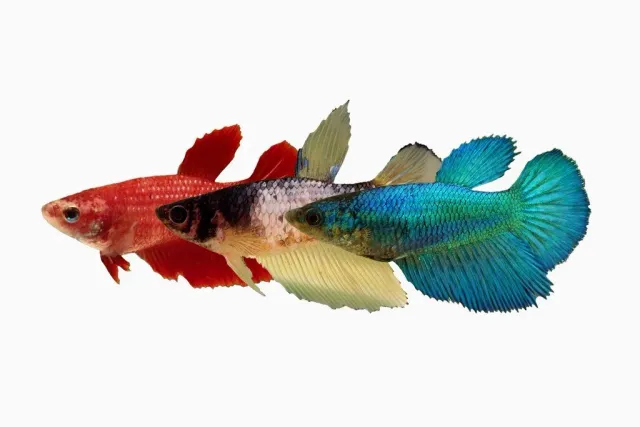 Näsets Ciklidhobby SuperDelta kampfisk hona XL