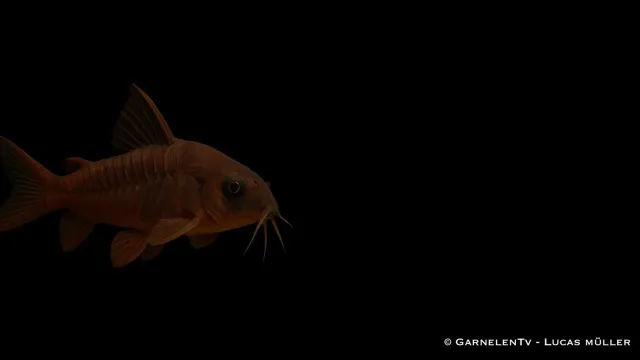 Garnelen TV Corydoras aeneus black pansarmal svart