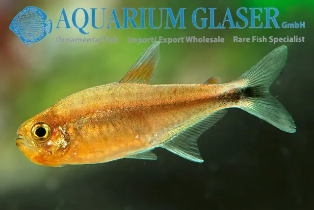 Näsets Ciklidhobby Hemigrammus sp. CENEPA lg tetra stor stimfisk